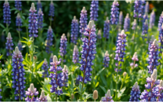 Wild lupine